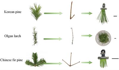 Water content estimation of conifer needles using leaf-level hyperspectral data